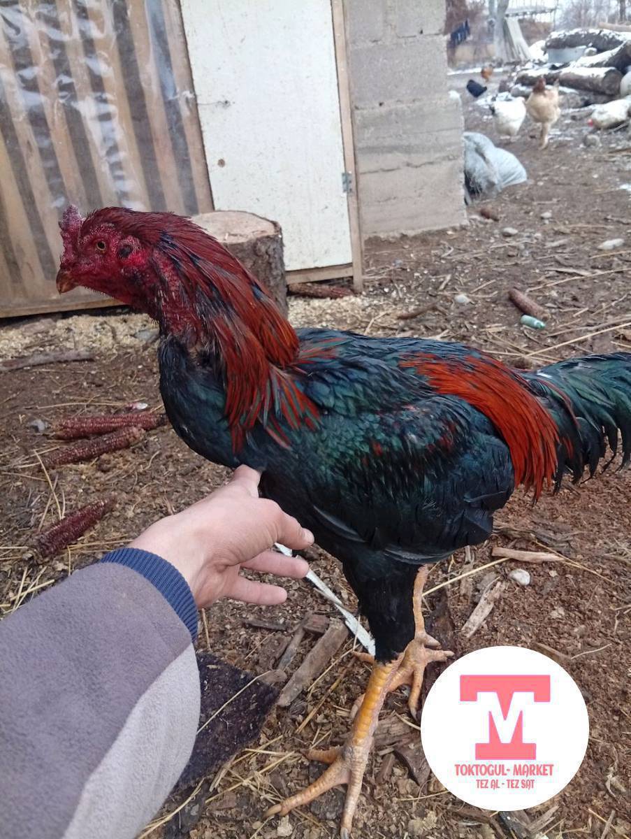 ассаламу алейкум ушул короз сатылат 3000 сом