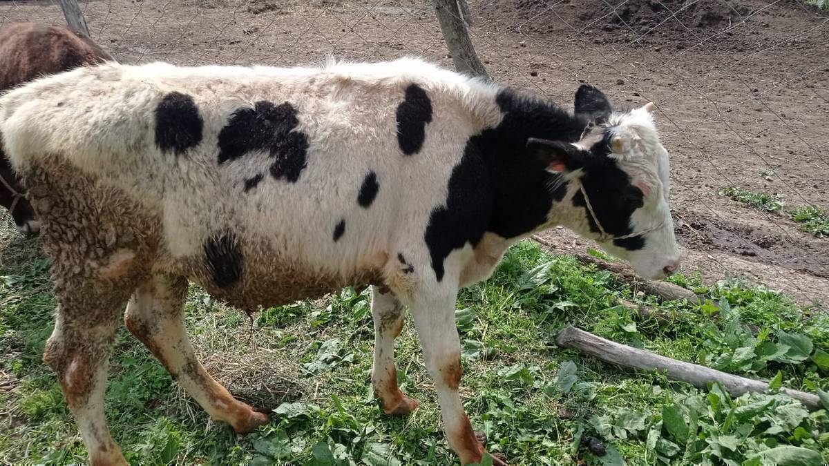 Ассаламу алейкум туугандар. Ушул эки тай букаларды издеп жатабыз. Сентябрь айында Сары согот жайлоосунан жоготтук. Курон буканын биркасы 4802 сол жамбашка мерсьин мблемас басылган,ала буканын кулагында кой бирка басылган 64664. Коргон билгендер болсо 0221609633 0502655554 ушул номурларга байланышып коюунуздар, суйунчусу бар.