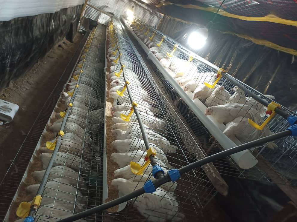 Тооктун клеткалары сатылат. Суу ичкен непил турбасы жем жеген аштоосу менен сатылат ушул номерге чалыңыздар