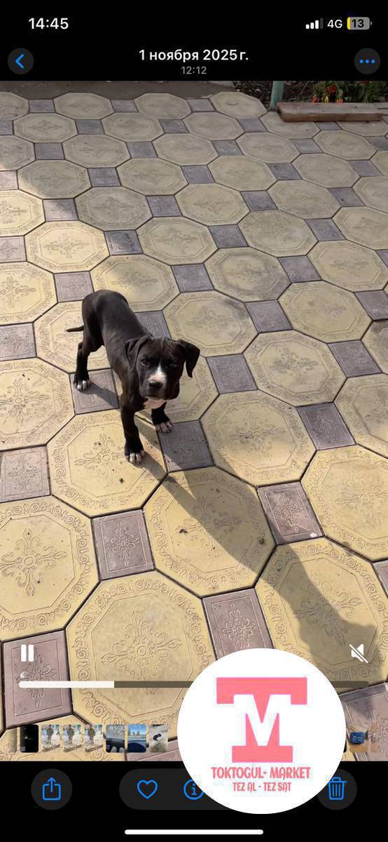 Комфорт жактан жоголду саат 12:30 да примерно
Көргөн билгендер болсо сүйүнчүсү бар!