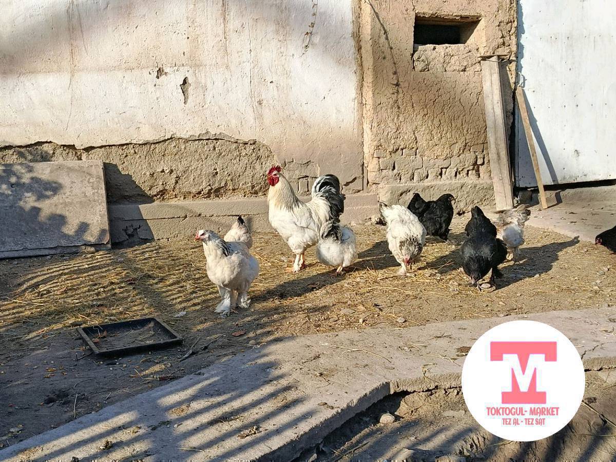 8тоок 2 короз сатылат келишим түрдө