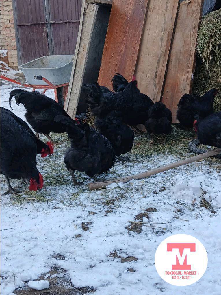 Жерси породасындагы короздор сатылат,баасы келишим турдо