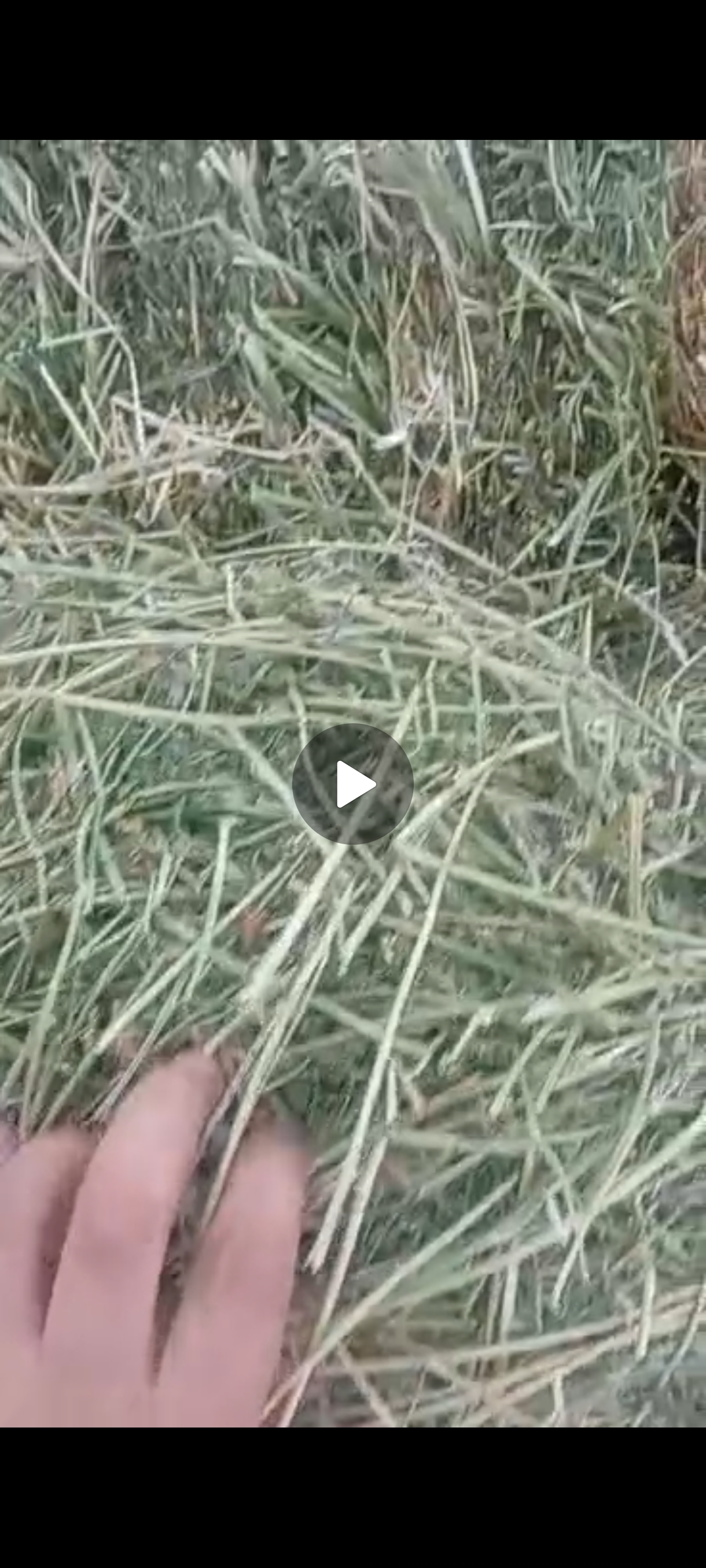 Таза беде сатылат жеткиру Бекер басы 430сом