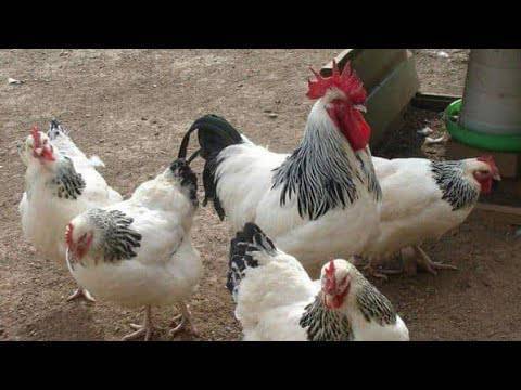 Токтогул тоок группа сына  кошулунуздар алып сатуу
👇👇👇👇
https://chat.whatsapp.com/J3Y0uwJHvcg3OniglTyqLH?mode=gi_t