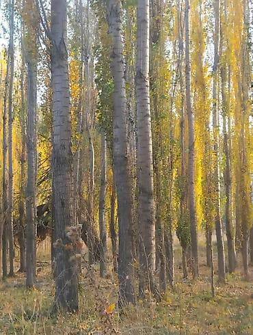 Токтогул шаарында 500 жакын терек сатылат, 
бирсалар, тилдирдиргенге дагы ылайык теректер сатылат, келишим баада тел:0700609070