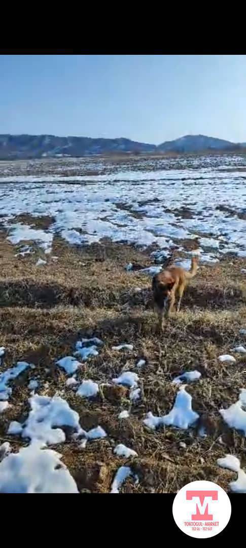 Апчерка ит жоготуп жатабыз суйунчусу 5 мин коруп калсаныздар кабарлап койунуздар сураныч