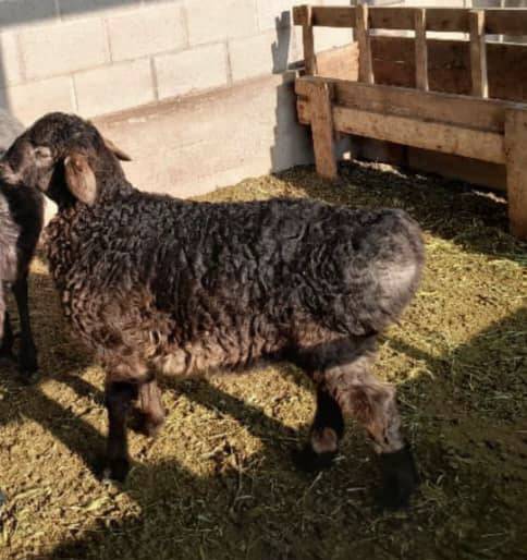 Курпон козу сатылат
Он мин сом