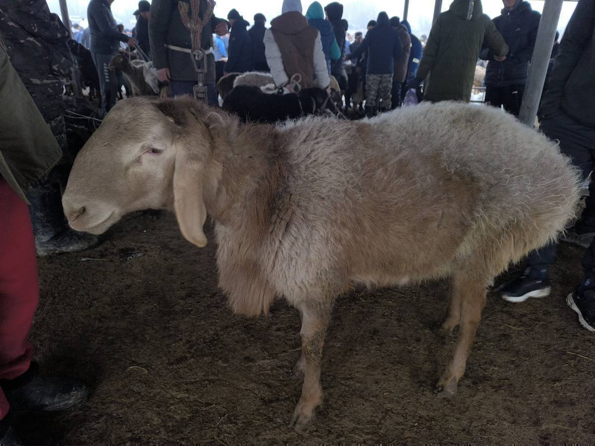 Срочно! Кочкор Сатылат козу тиш 10-айлык.
Линия Француздун небереси! Кулагы 20см.бою 87см.