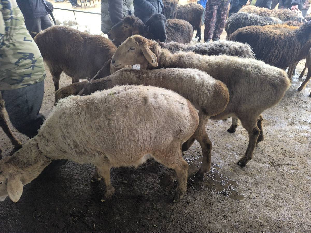 Союшка жаш кой-козулар бар! ул.Осмоналиев д.10