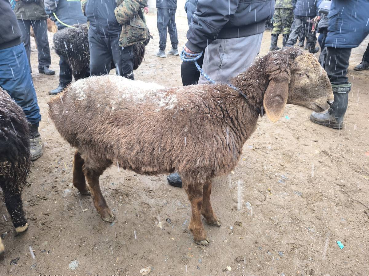 Козу сатылат союшка