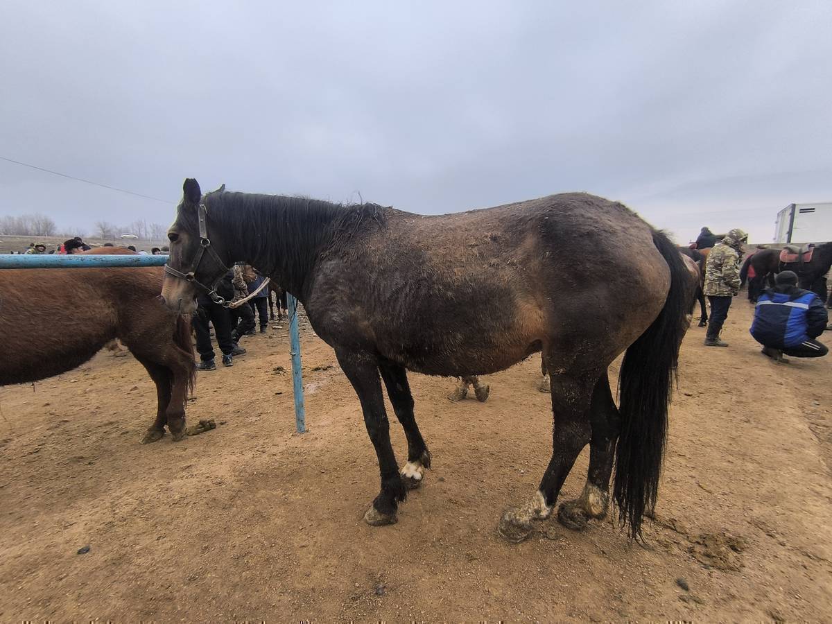 2-3 тууган 3-ай жемде турган семиз бээлер сатылат!