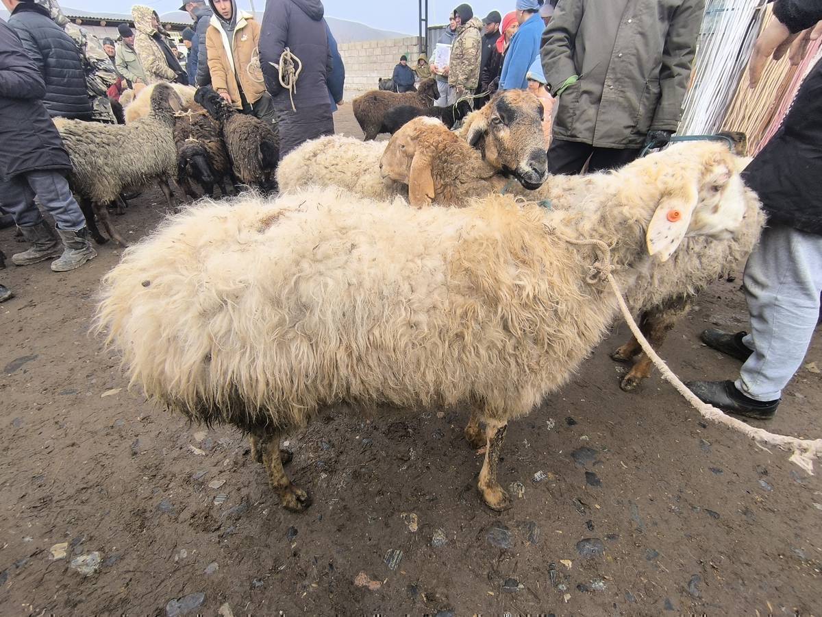 Союшка кысыр Койлор сатылат 
2-өө 4-тиш, 1-өө Алтын тиш. 25000сомдон