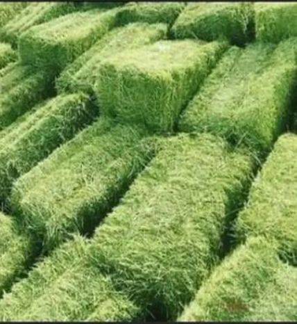 400сомдон 50кип 
Камсомолдо