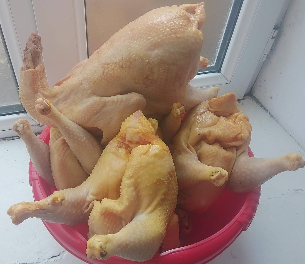 Куйкаланган халал союлган уй тоок сатылат.Кадимки буудай арпа жеген
Куурдака мариновкалангандары бар. 2-штуктан ойдо 24саат доставка болот.Баасы 500-600сом