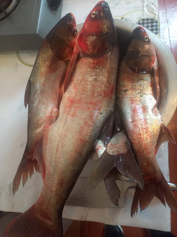 Союлган тыйындары кырылган свежий балык бар,Баасы килеси  430сом 3кгдан ойдо 24саат бою доставка бекер.Заказ кылсаныздар свежий союп жеткизуу акысы бекер  Токтогул ичи.

0501582507