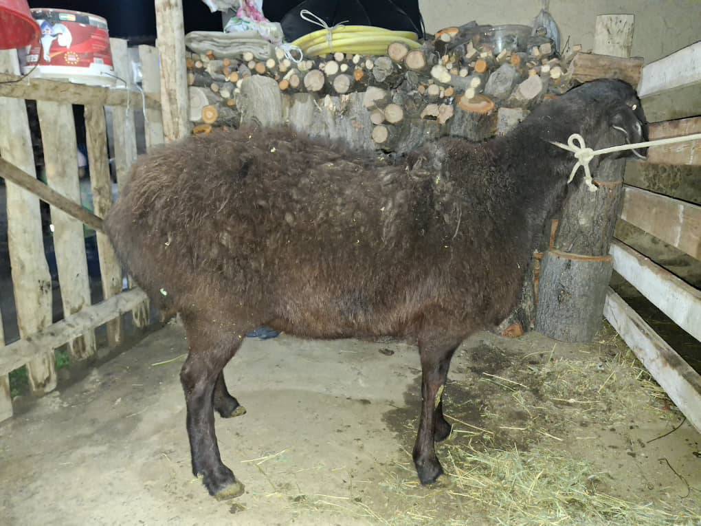 Союушка ушул семиз чон кой сатылат , мал кылса да болот баасы 30 мин кеми жок ! 0704331106