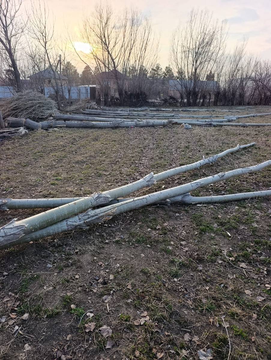 Терек сатылат 
адрес Кызыл-Туу