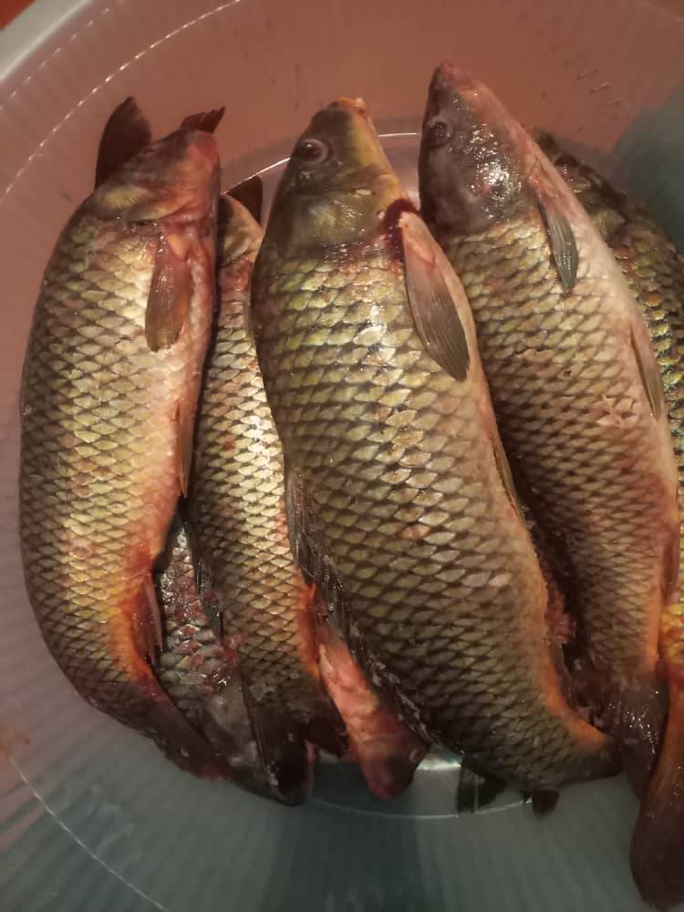 Свежий ТОЛСТОЛОБ,САЗАН балыктары сатылат.
Токтогул ичине 3килодон доставка бар 24саат бою.
ТОЛСТОЛОБ 380кг
САЗАН  600с

0501582507