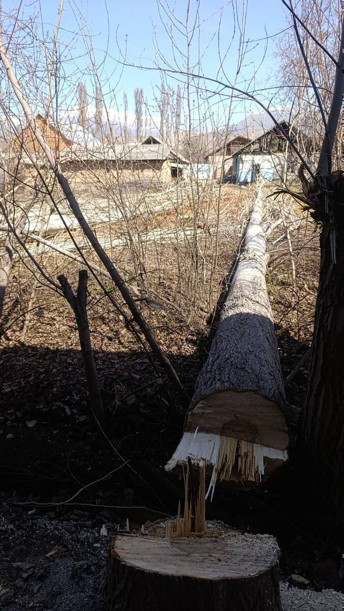 Чоң жоон Теректер сатылат.