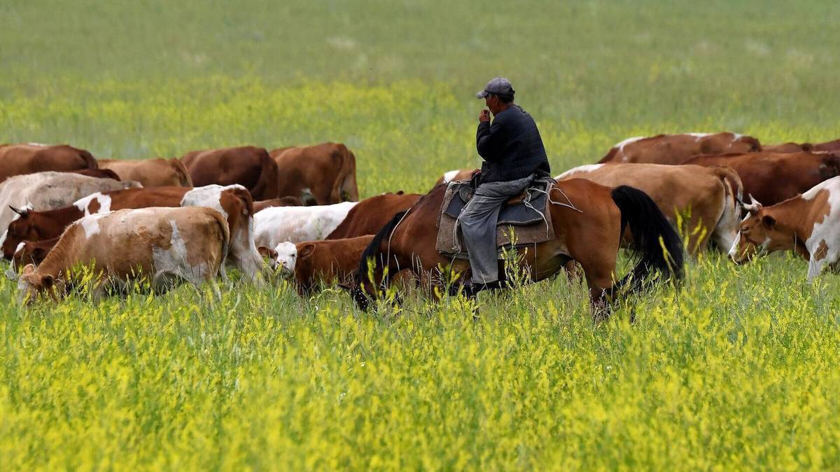 Жайлоого Уй жылкы алабыз каар жагыча карап беребиз