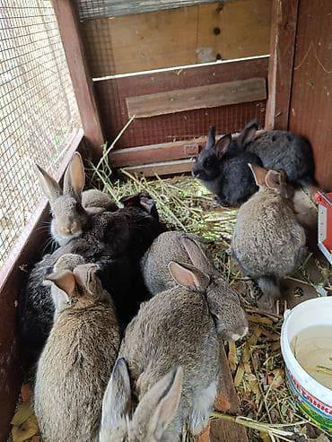 Саламатсызбы?Кимге бакма  коён керек болсо алып кетиңиздер.