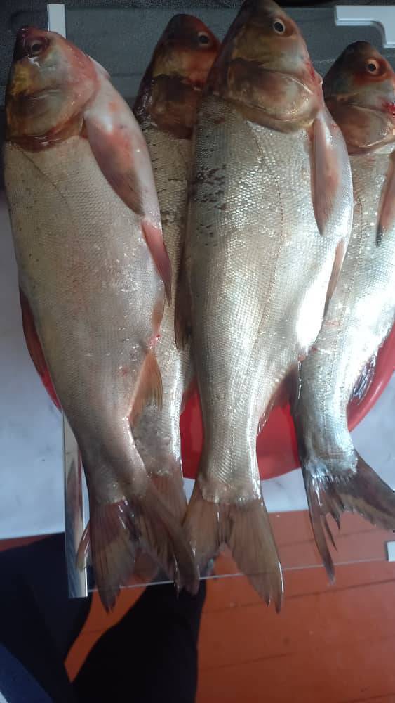 Свежий толстолоб балыгы сатылат кок белдики,таза колдун балыгы кг 350сомдон 3кгдан ойдо алсаныздар 24саат бою доставка болот.

Байланыш номер
0501582507