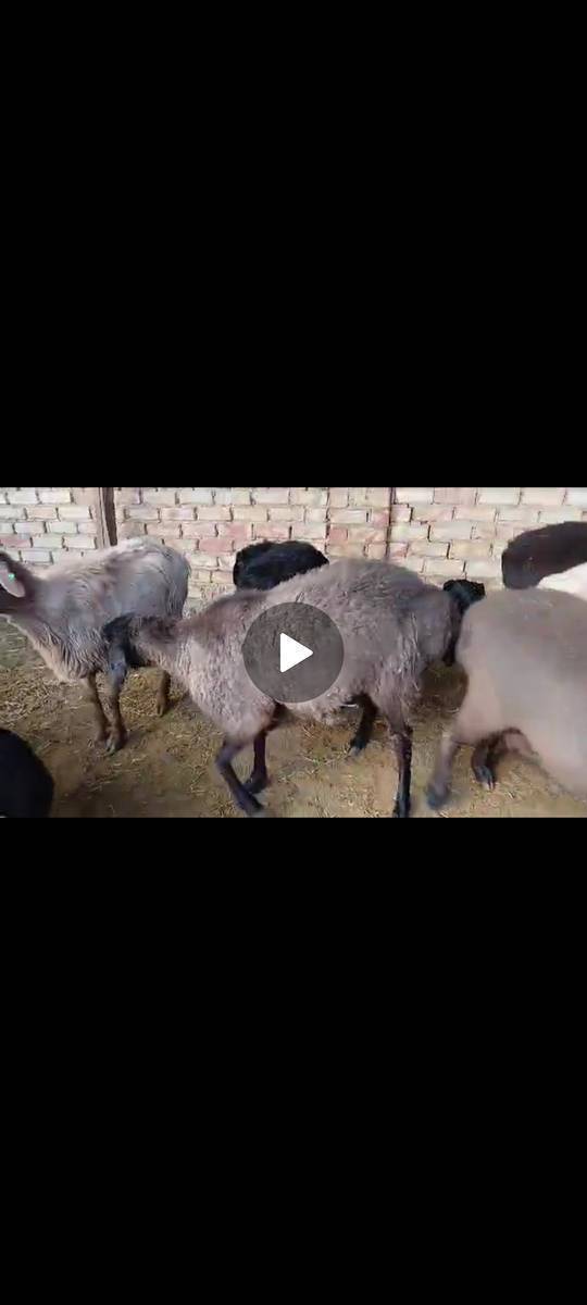 Козулуу кой , жаш семиз койлор сатылат!!!