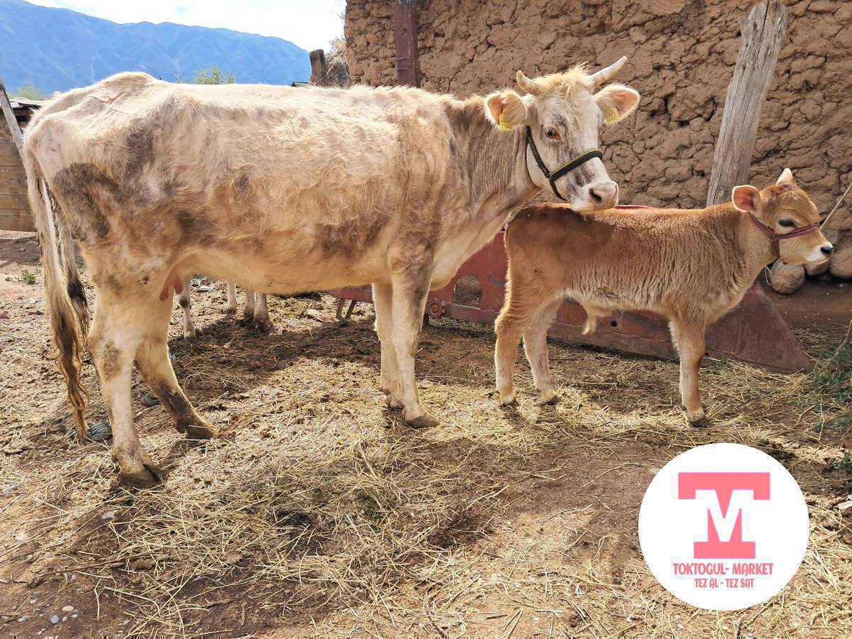 музоолуу уйлар сатылат,торпоктору эркек
биринчи жана экинчи туут.
135 ,140 минден