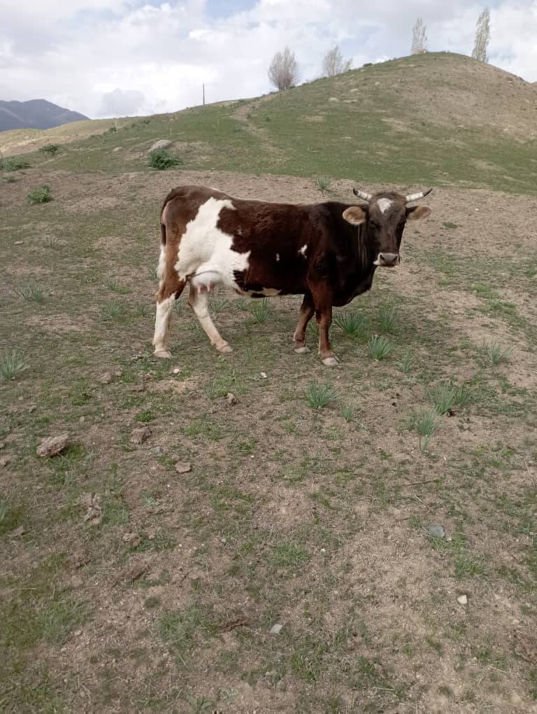 Ушул Уй жок болуп жатат, көргөндөр болсо 2кабарлап койгула сүйүнчүзү бар