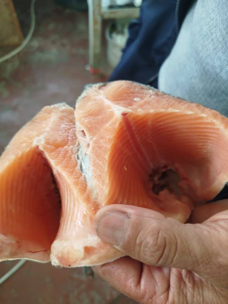 Кичинесинен Торкен суусунда өсүп чоңойгон форель балыгы сатылат.Баасы кг 650 сом.
Салмагы: 800 граммдан 1300кг чейин.
Байланыш тел:0700641100 0500747466