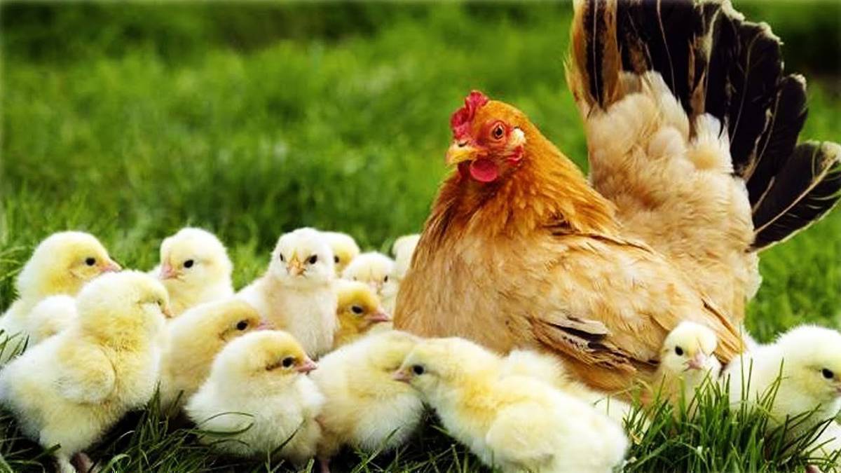 Жожолуу тоок сатылат  
Келишим баа адрес Токтогул тел. 0707 55 99 77