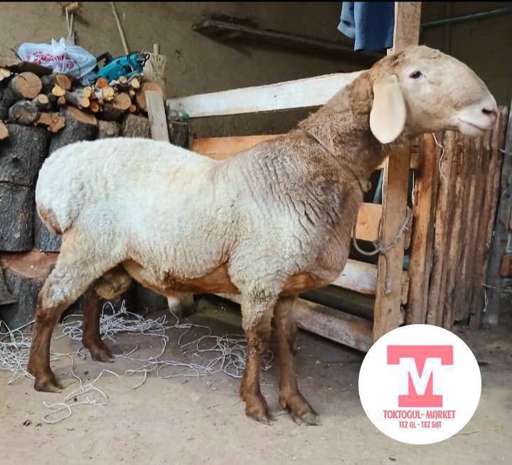 Срочно ушул сындуу кочкор сатылат тиш жаны жарды Лина Грифон Апсы 80  кулагы 20+ жоон костяхтары жакшы жоон ! Баасы 60 мин болушу 0704331106 .