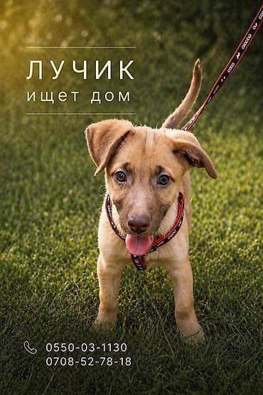 эки кандек
кучук
алам