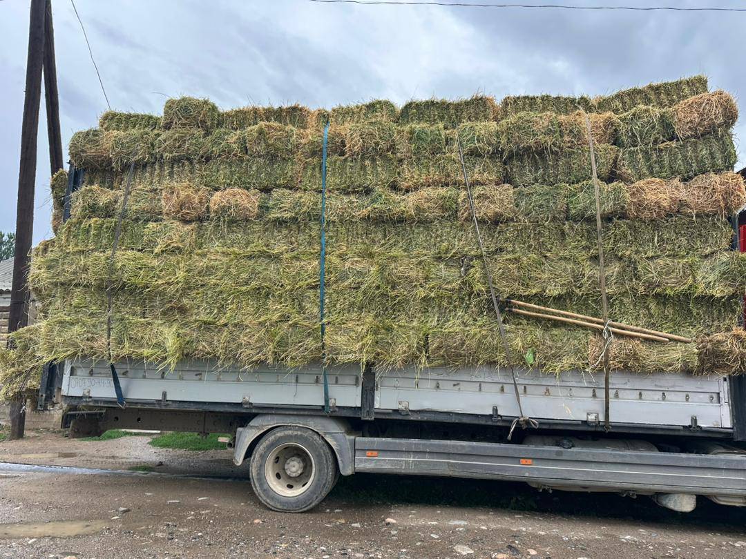 380 тук таза кара беде сатылат Токтогулда баасы 300 сом доставкасы менен 0707904490