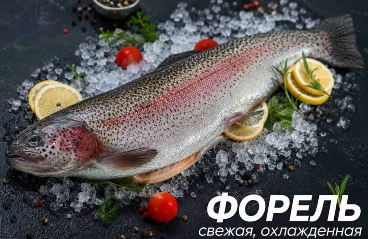 Кафедеги тойлорго,Куда тосууга,түштөндүрүүгө ылайыктуу форель балыктарына заказ алабыз