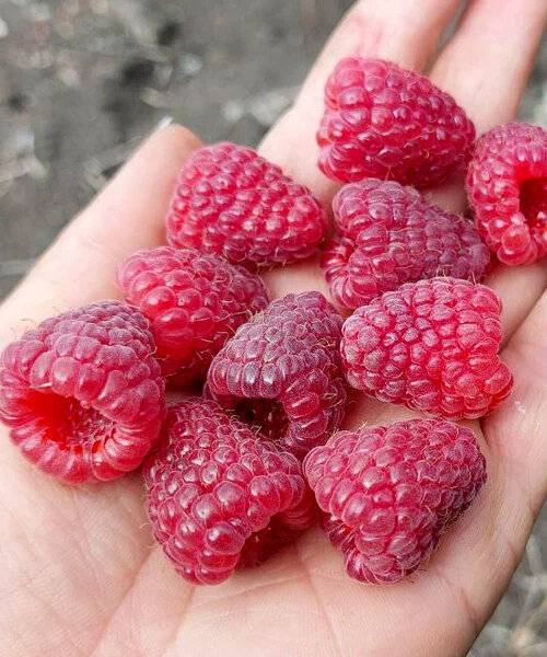 2 челек малина сатылат  мапема сортундагы малина 600 сомдон берем