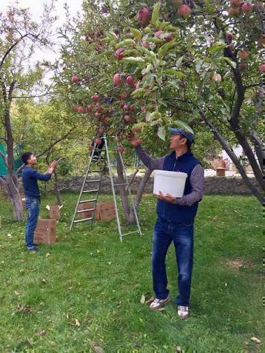 Алма тергенге балдар керек