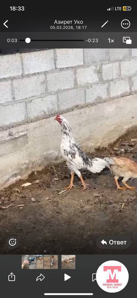 Ушул жожо короз сатылат сентябрьский