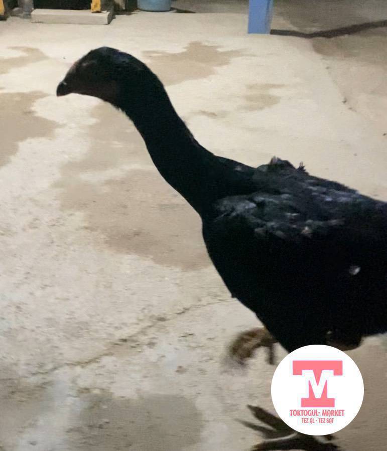 таза ветнам жожо мекиш сатылат