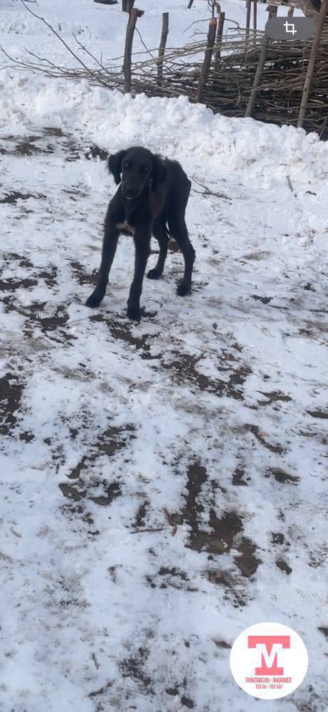 Ушул Тайган кучук жоголду тапкандарга коргондорго суйунчусу бар