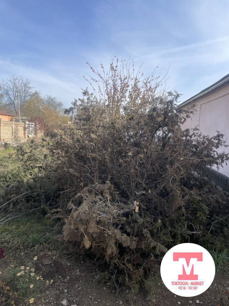 Отун кимге керек болсо бекер эле берем алып кетсениздер болот