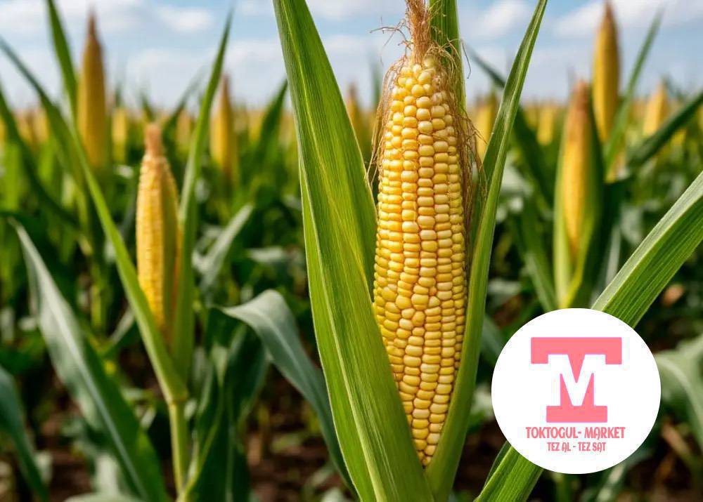 Жугору урук сатылат  кг.30сомдон артып калды бир  кап бар