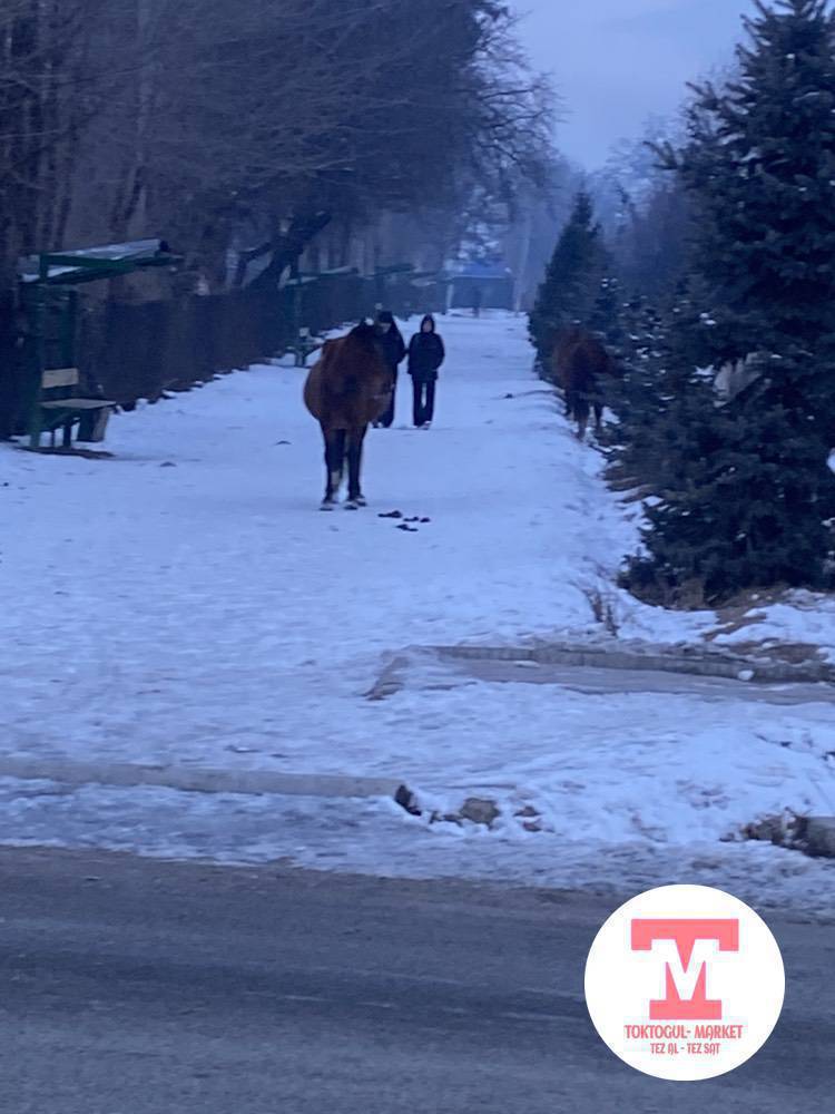 Бир уйур жылкы журот токтогул мектеп жакта ээси алып кеткиле