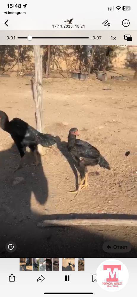 дакен жожо болсо алам