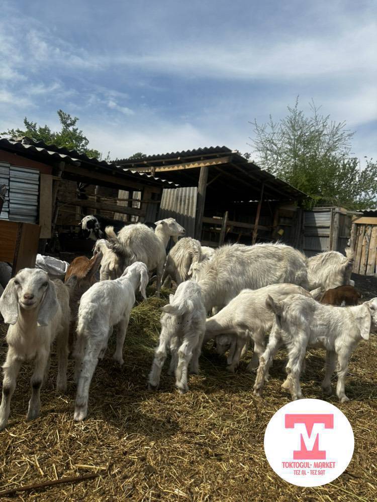 Сүтүү эчилер улагы менен сатылат