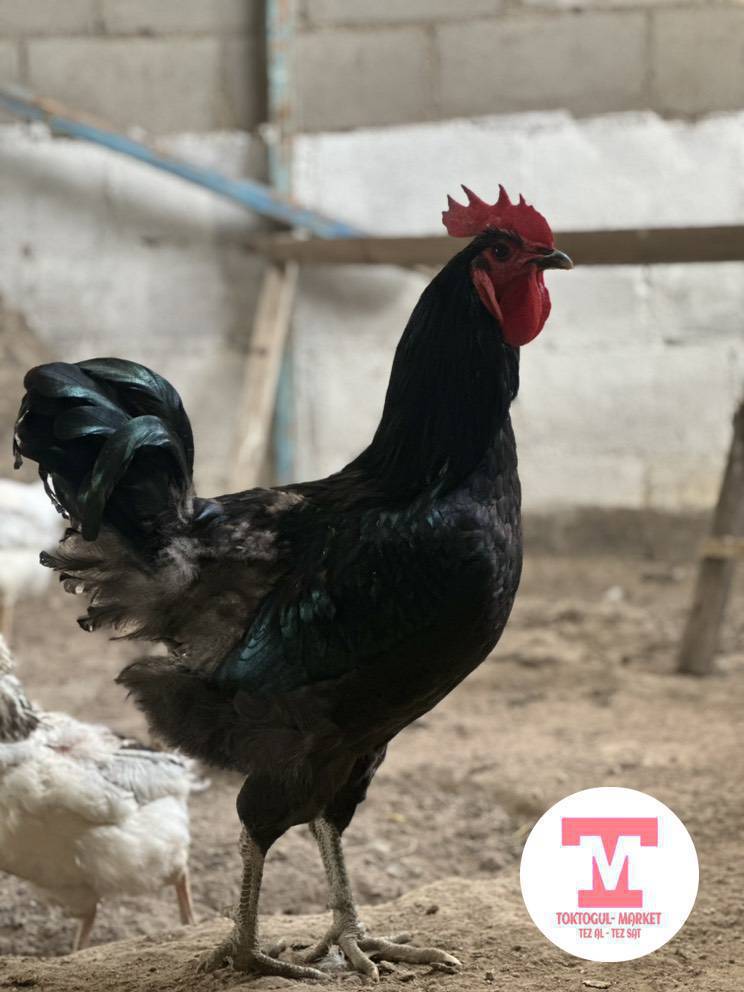 Жерси короз гигант бир жаш ,баасы 2500-- сом.только ватсап!!!!!!