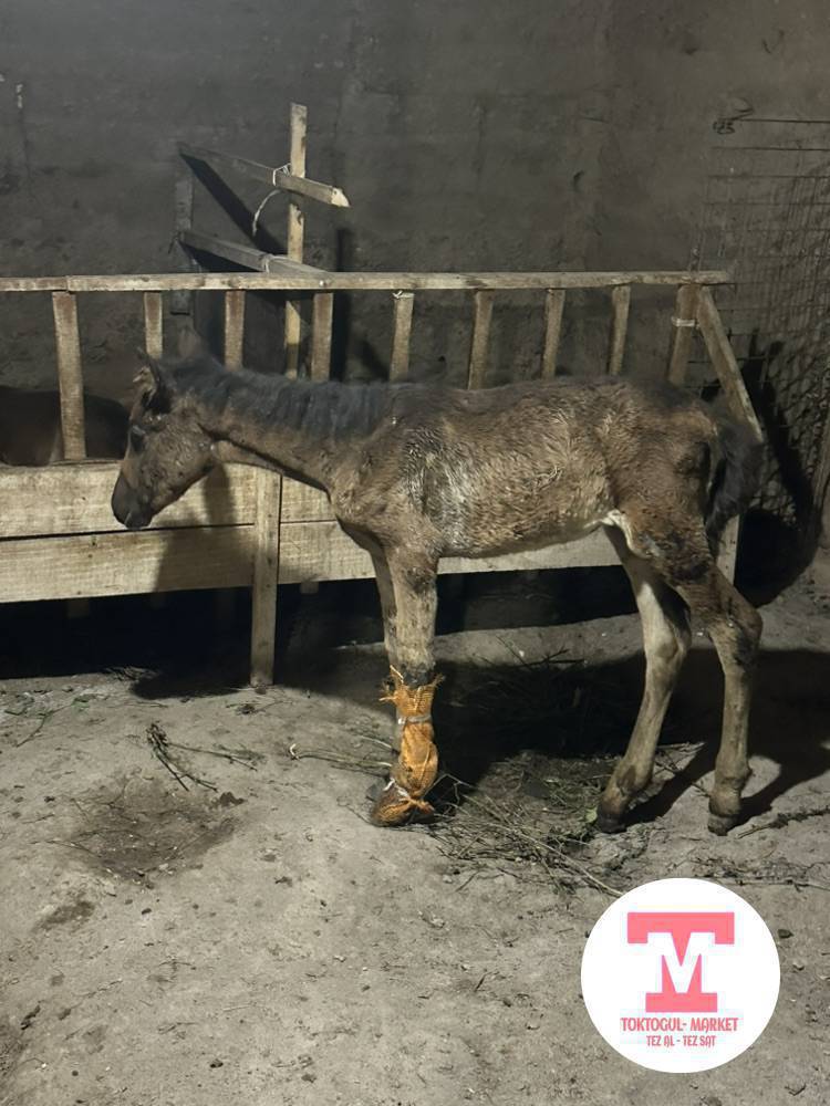 Ургачы кулун сатылат баасы 20 мин жакшы козу Кочкор болсо алмашам