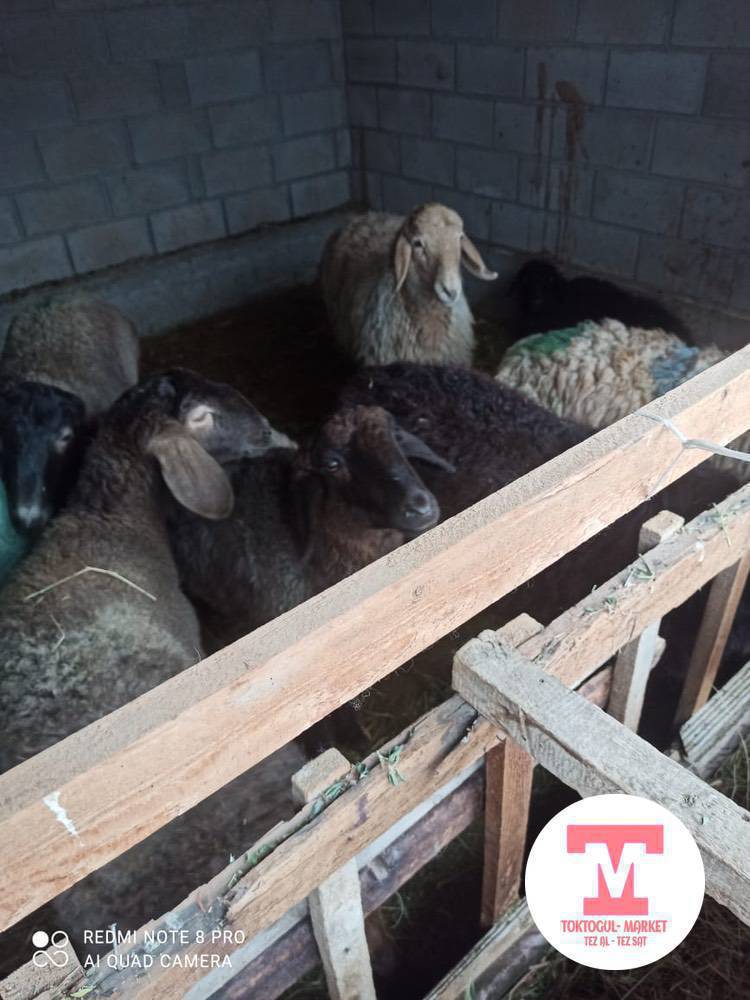 Семиз козулар бар чарба 2 кой бар