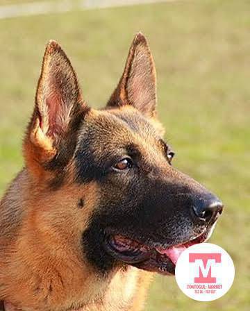 Бишкектен грузовой спринтер керег ит алдырыш керег болотат ким чыгат бишкектен эртен