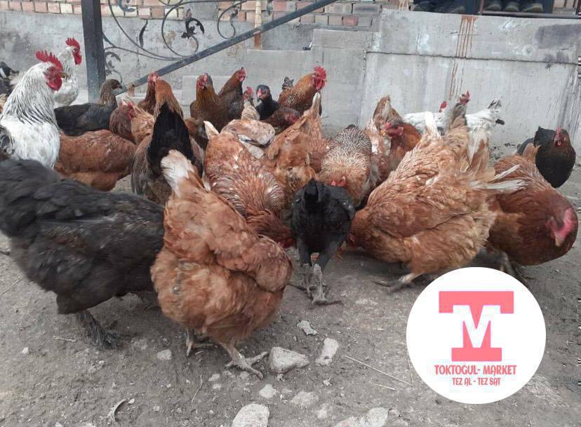 7 короз, 30тоок, 7ургачы ордок 
3короз ордоктор бар ордоктор жумуртка багытында 
Оптом сатылат